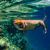 Маска полнолицевая для сноркелинга Oceanreef Aria QR+  (L-XL; синий)